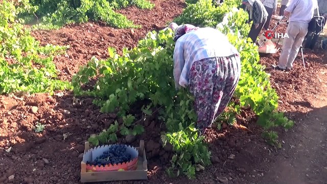'Horoz Karası' üzümü hasadında yüksek rekolte sevinci