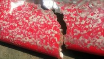 Dentada de tubarão em prancha de surf