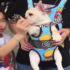 CUTEST FUNNY DOG VIDEOS !!!