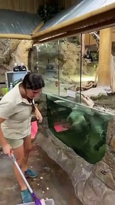 Apenas uma mulher super corajosa a alimentar crocodilos famintos