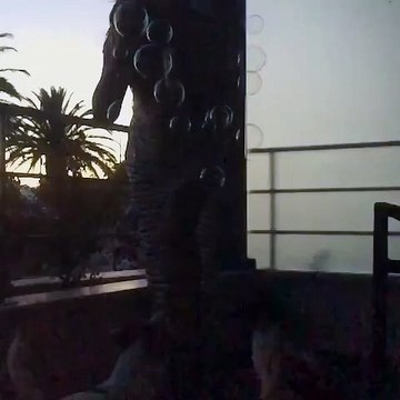 Rita Pereira brinca com os seus animais de estimação