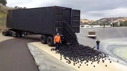 96 milhões de bolas negras pelo bem do ambiente