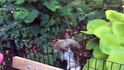 Nada separa este esquilo de um batido