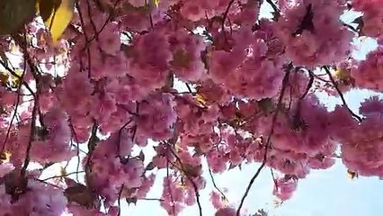 Soothing Piano & Instrumental Music for Relaxation, Sleep & Focus 🎶