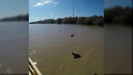 O incrível salto de um crocodilo que está a espantar a internet