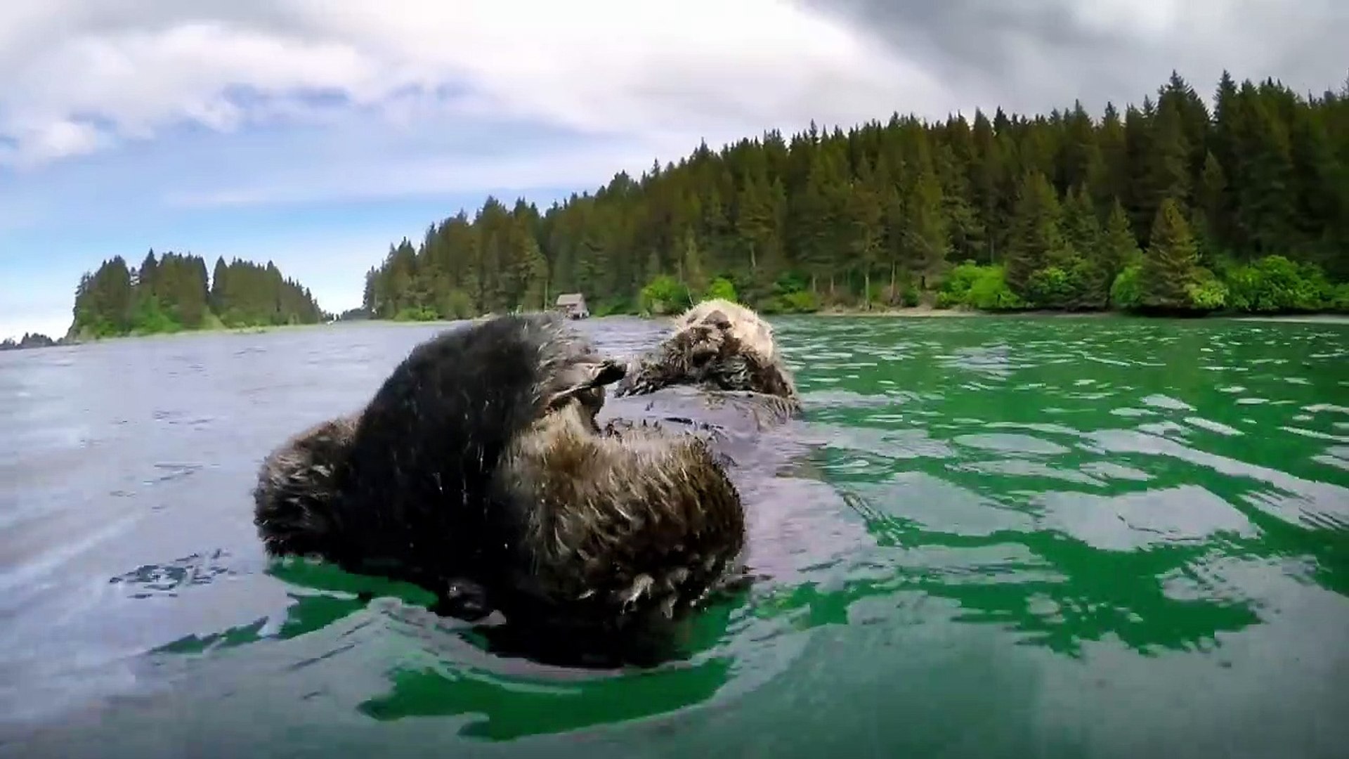 ⁣Cute otters intimately filmed by spy camera Spy in the Wild - BBC