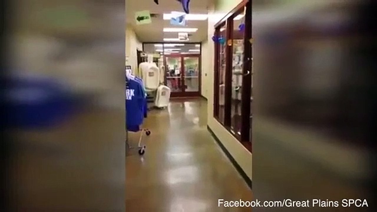 Um ano depois, cão reencontra dono que o doou