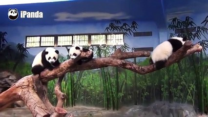 Aniversário dos pandas trigémios chineses