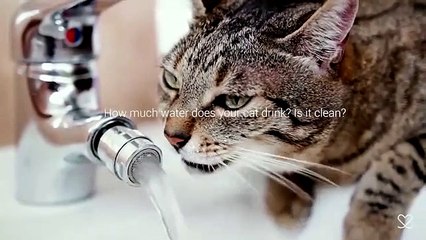 Bebedouro para gatos permite a analisar saúde com app própria