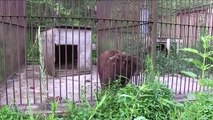PETA liberta ursos em cativeiro há 20 anos