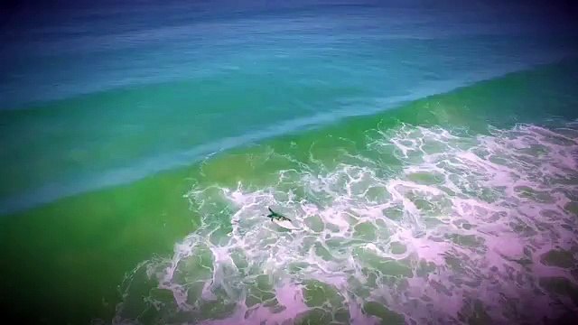 Drone filma tubarões a perseguirem turistas