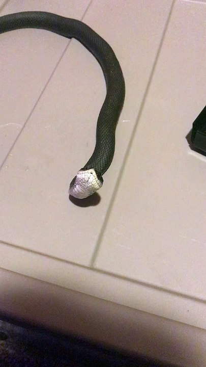 Pet Snake Rolls Over and Plays Dead