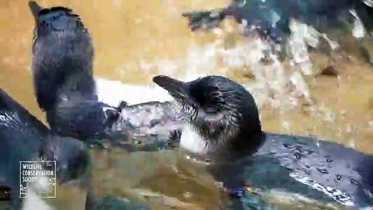 Pinguins bebés são novo sucesso de zoo do Bronx