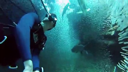 Mergulhador nada entre túnel de peixes