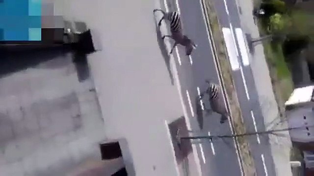 Três zebras perseguidas a alta velocidade em Bruxelas