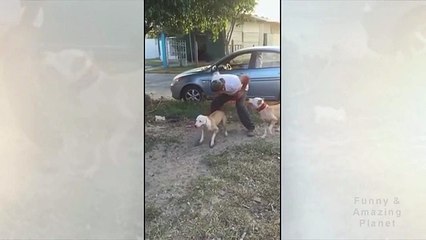 Pitbull mostra como se faz escalada