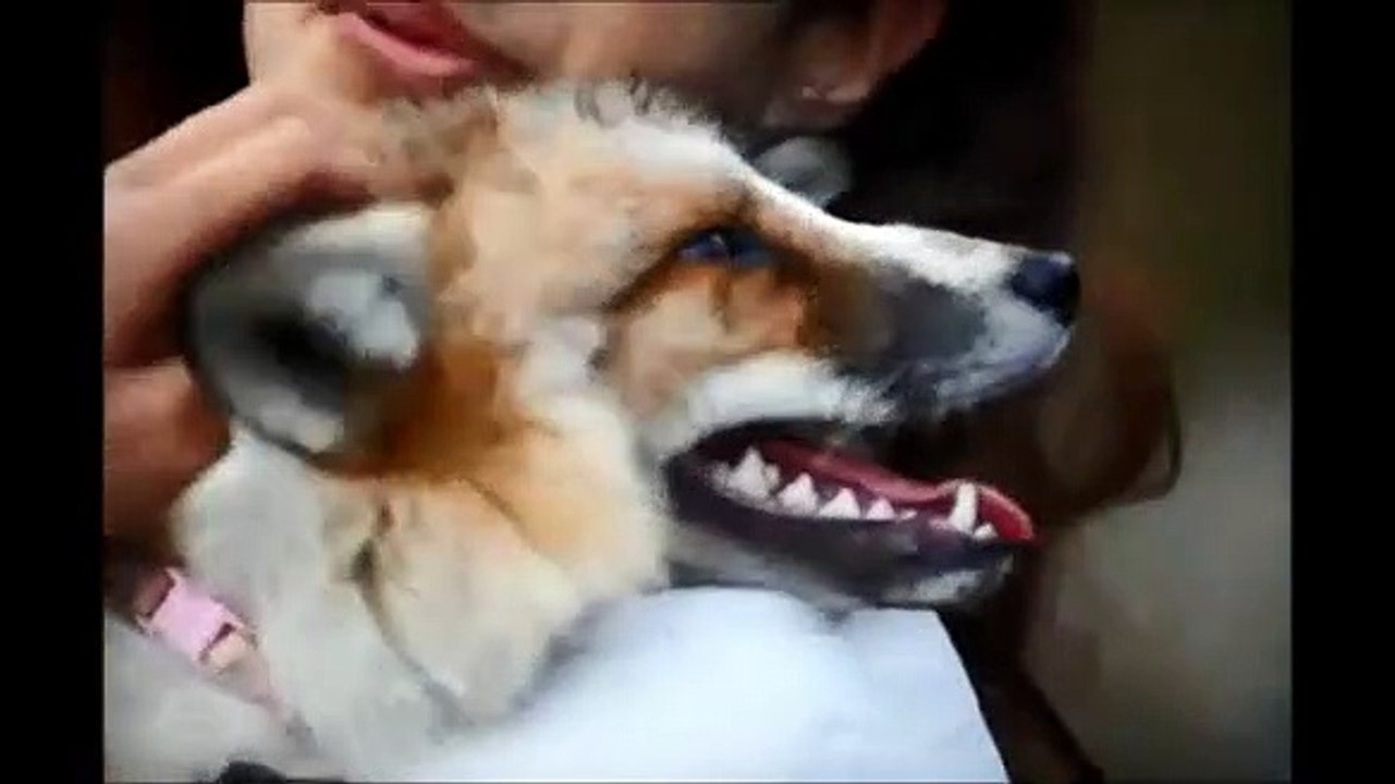 Raposa