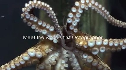Sony ensinou um polvo a tirar fotografias