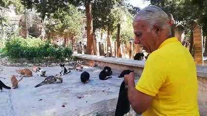 Kasaptan aldığı ciğerle 50 yıldır her gün sokak kedilerini besliyor