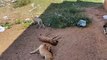 Mortes de cachorros em Pombal gera revolta na população