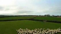 Drone usado para levar a pastar rebanho de ovelhas