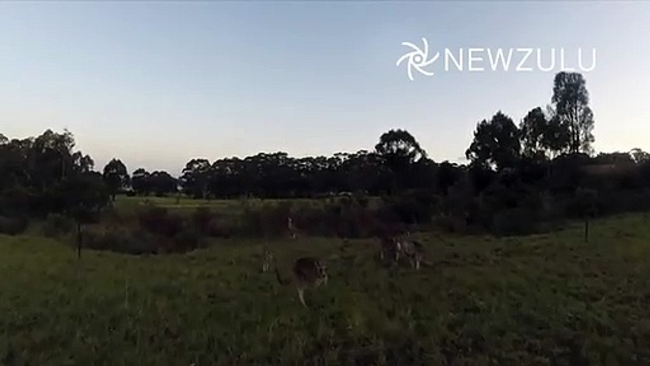 Canguru vs drone