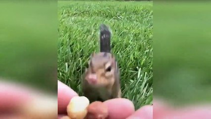 Funny Squirrel Video #cuteanimals