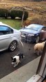 ovelha pet brinca com cães 2