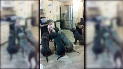 Menina de 4 anos - Pitbull