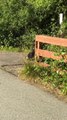 Bear Family Finds Their Way Across the Road