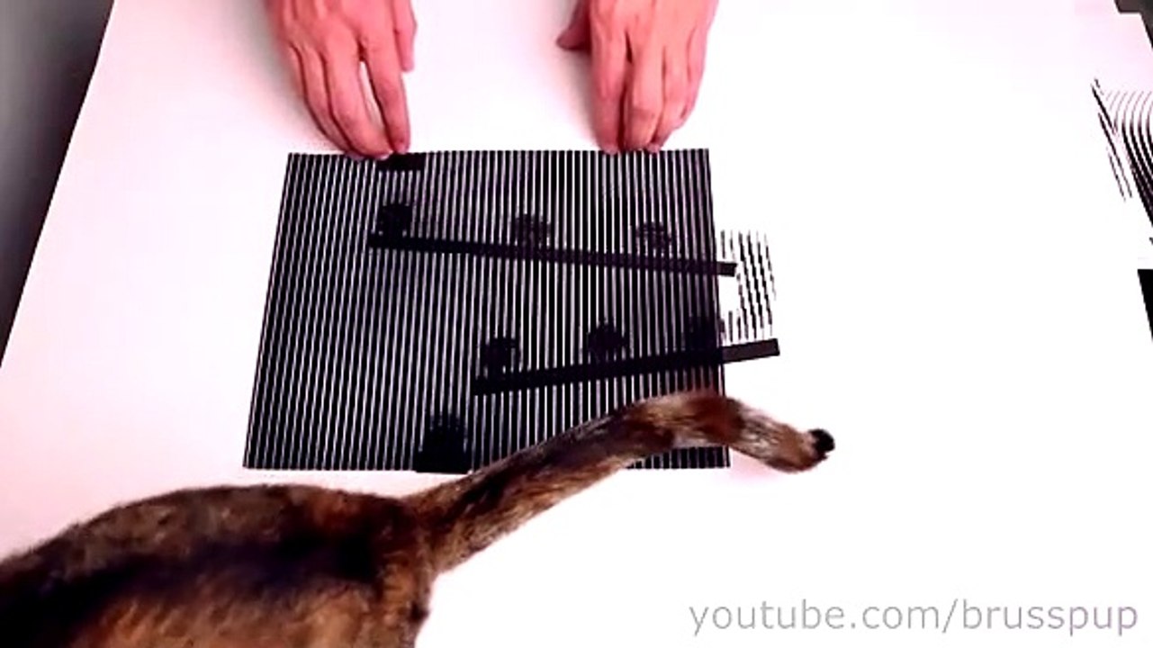 Brusspup