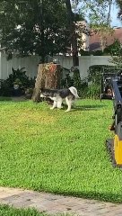 Curious Husky Plays With Cheeky Squirrel