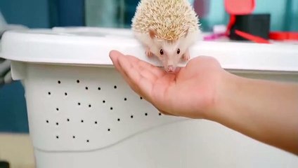 Funny Animals - Cute Porcupines #12 - Animals Video 2021