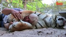 Mulher trata dois tigres de Bengala como gatos