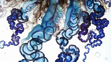 As imagens impressionantes de uma caravela-portuguesa