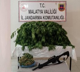Kayısı bahçesine hint keneviri eken şahıs yakalandı
