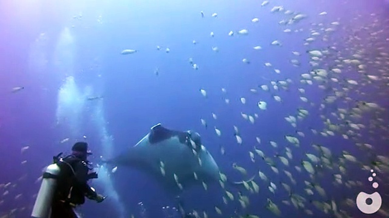 Raia pede ajuda a mergulhadores