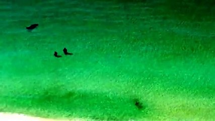 Homens na praia com tubarão