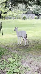 Albino Mother Deer with Babies