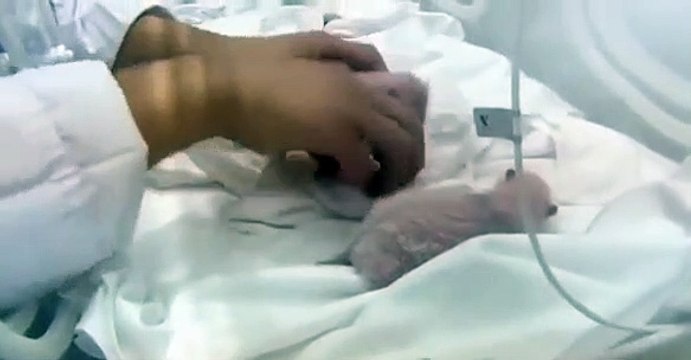 Pandas trigémeos são o milagre da China