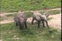 Elefantes apanhados a ‘conversar’ dão origem a nova investigação