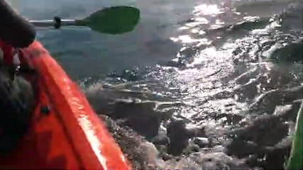 baleia, canoísta