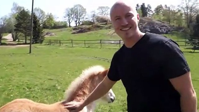 Depois do encantador de cães, conheça o encantador de cavalos