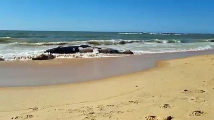 Baleia encontrada morta em Guarapari