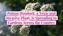 Poison Hemlock, a Toxic and Invasive Plant, Is Spreading to Gardens Across the Country