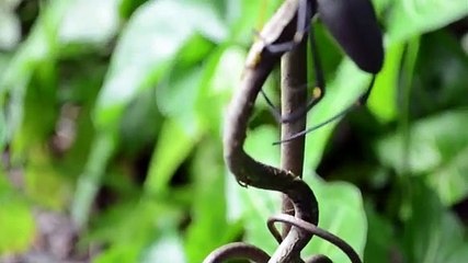 A aranha que come cobras