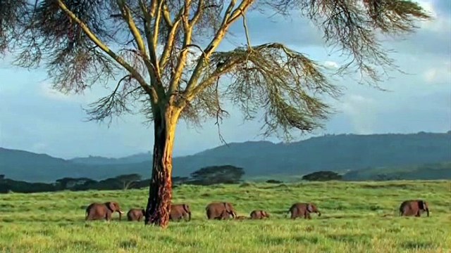 Carlos e William gravam apelo em seis línguas diferentes