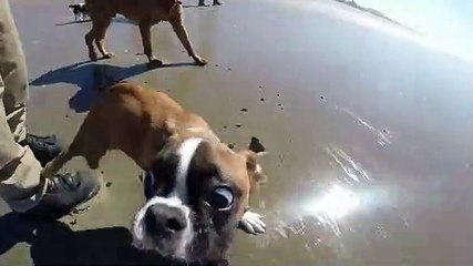 duas patas video