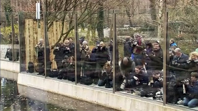 Ursos polares gémeos fazem a primeira aparição no Zoo de Munique