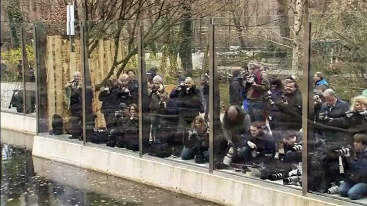 Ursos polares gémeos fazem a primeira aparição no Zoo de Munique